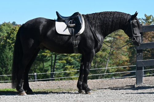 Legend of Ulyses (Legend), 4yo Friesian AQHA Quarter Horse gelding, 16.1hh