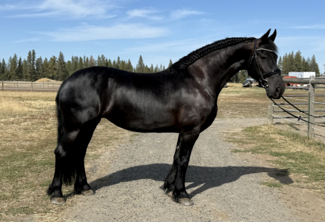 Genever Maan (Juniper), 8yo Friesian mare, 16.0hh