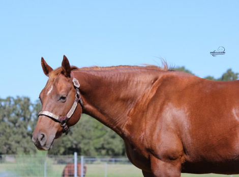 SENSATIONAL ROCKI (Sadie), 18yo APHA Paint mare, 15.1hh