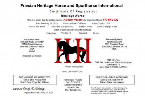Apollo Naidu (Apollo), 3yo Warlander gelding, 16.3hh