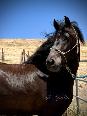 Apollo Naidu (Apollo), 3yo Warlander gelding, 16.3hh