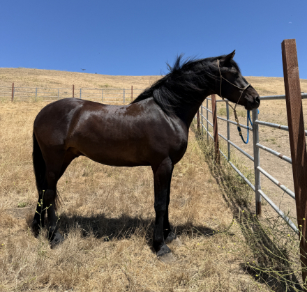 Apollo Naidu (Apollo), 3yo Warlander gelding, 16.3hh