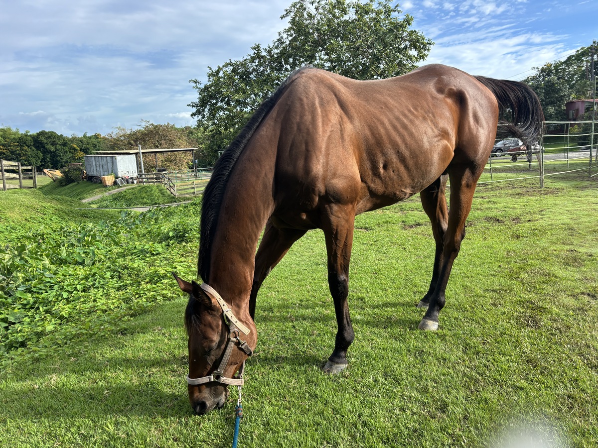 Krypton (Available in Puerto Rico Only), 7yo Thoroughbred gelding, 16.3hh