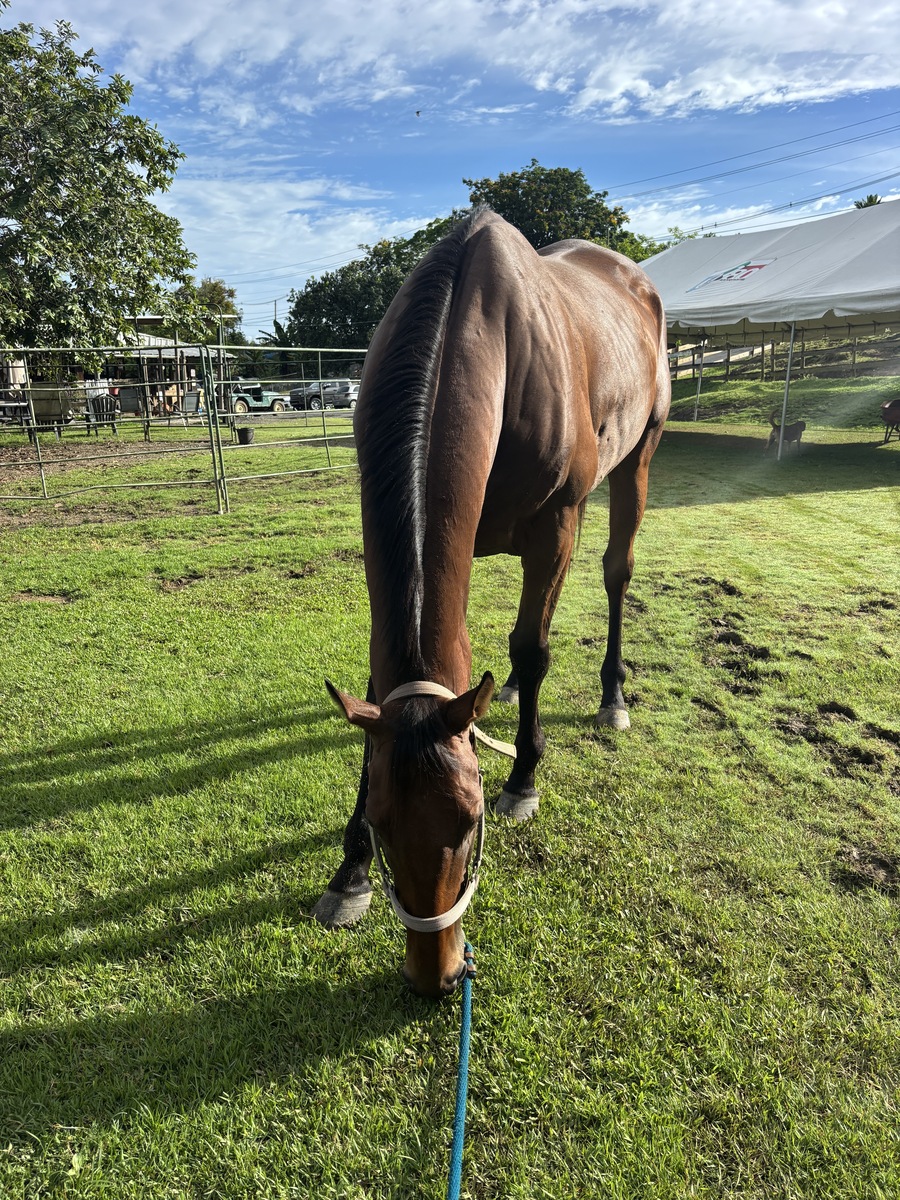 Krypton (Available in Puerto Rico Only), 7yo Thoroughbred gelding, 16.3hh