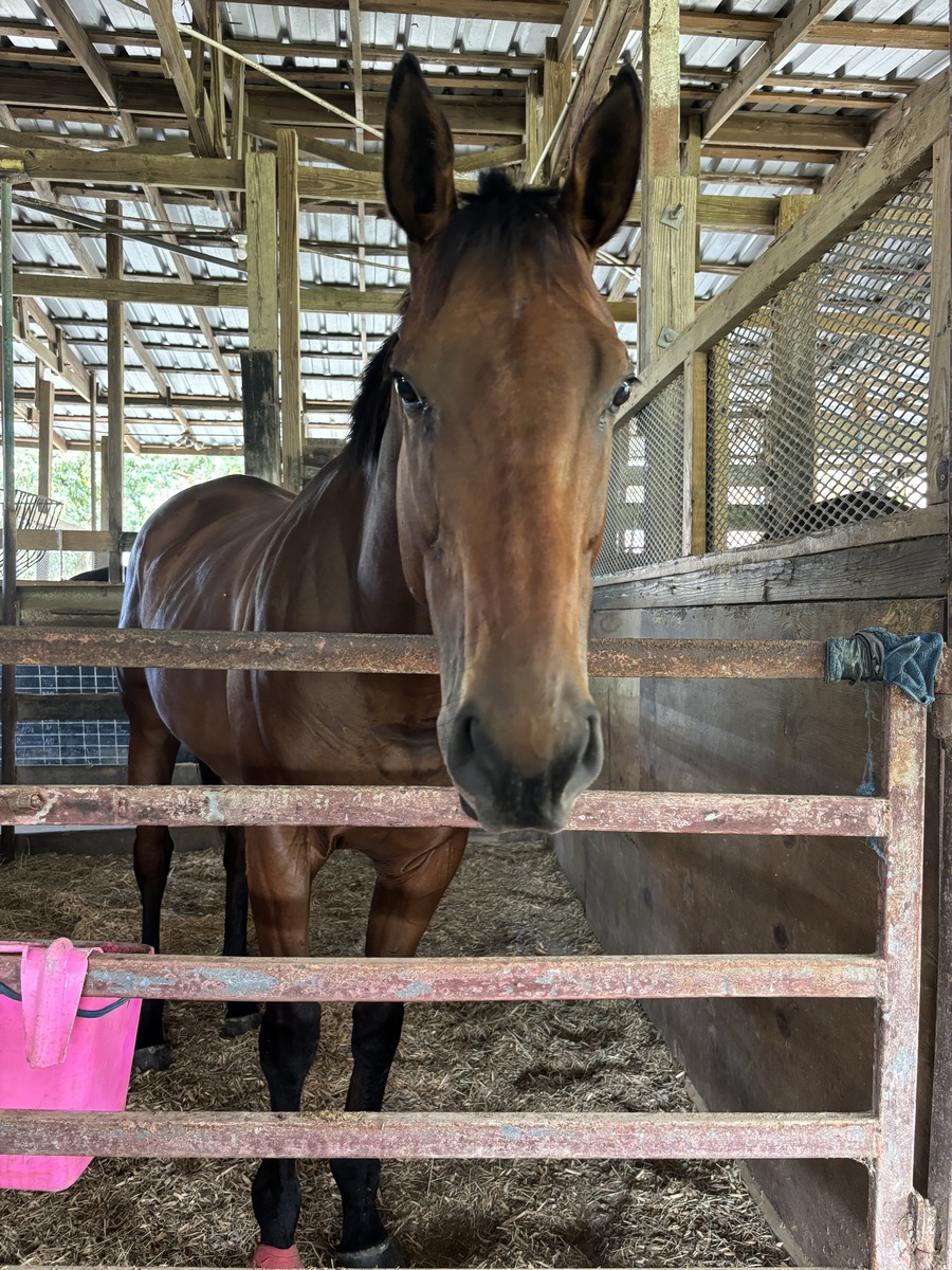 Krypton (Available in Puerto Rico Only), 7yo Thoroughbred gelding, 16.3hh