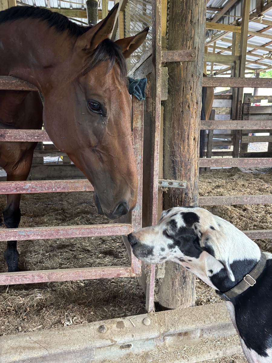 Krypton (Available in Puerto Rico Only), 7yo Thoroughbred gelding, 16.3hh