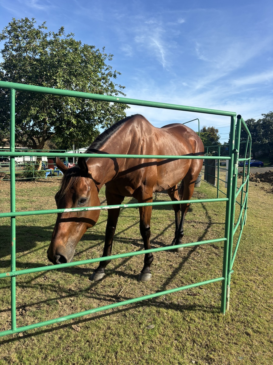 Krypton (Available in Puerto Rico Only), 7yo Thoroughbred gelding, 16.3hh