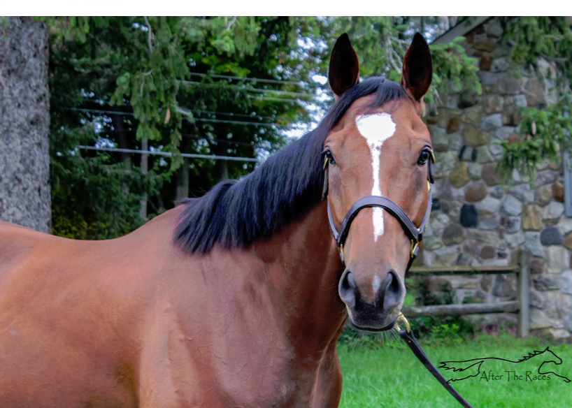 Union Gem, 4yo Thoroughbred gelding, 16.2hh