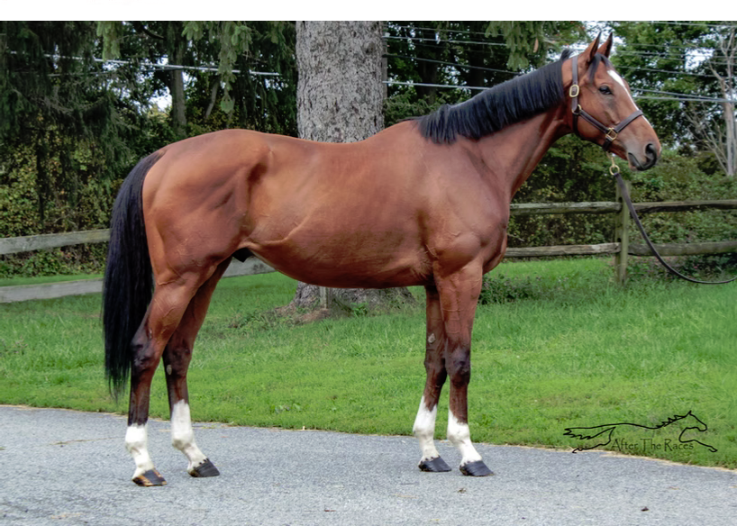 Union Gem, 4yo Thoroughbred gelding, 16.2hh