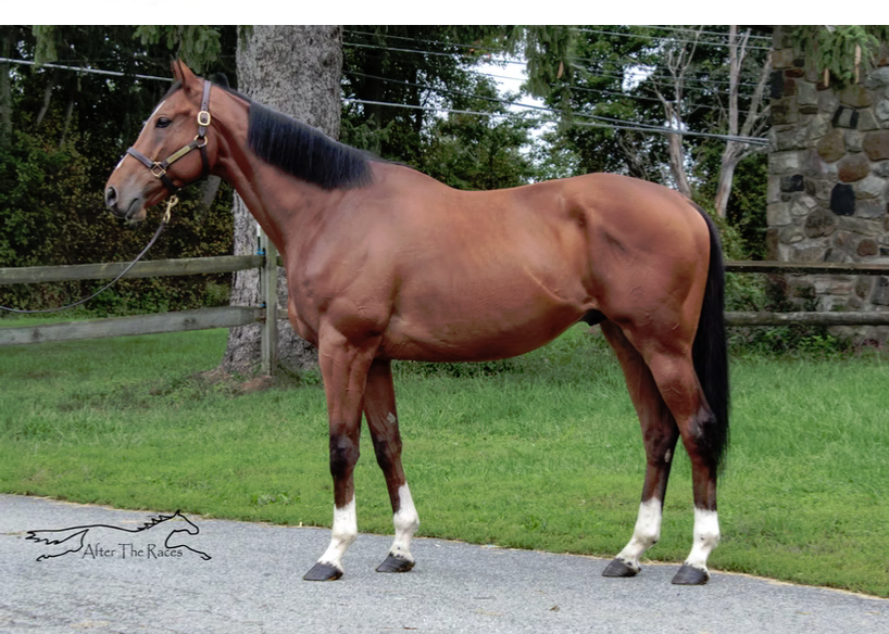 Union Gem, 4yo Thoroughbred gelding, 16.2hh