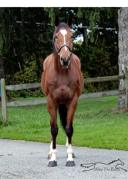 Union Gem, 4yo Thoroughbred gelding, 16.2hh
