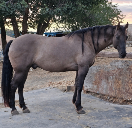 Pretty, Tall, Stout & Gentle Gelding, 5yo Friesian AQHA Quarter Horse gelding