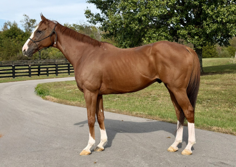 Casanova Kitten, 9yo Thoroughbred gelding, 16.2hh