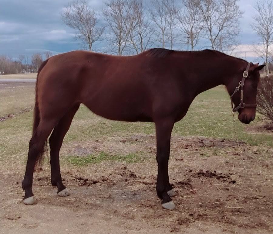 Melanias Girl, 8yo Thoroughbred mare, 16.2hh