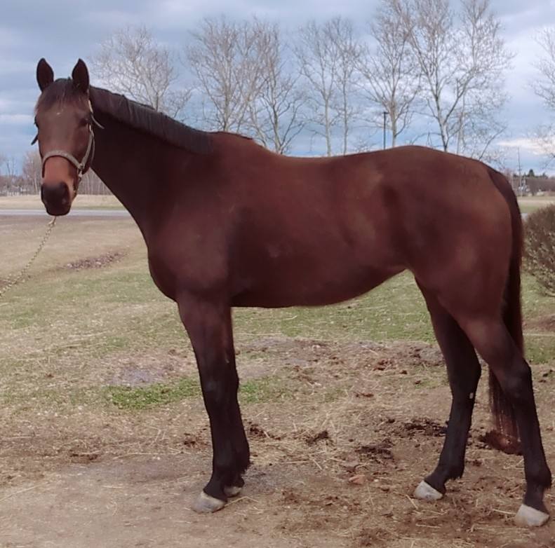 Melanias Girl, 8yo Thoroughbred mare, 16.2hh