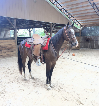 PEPTOS STYLISH OAKIE (Chisum), 3yo AQHA Quarter Horse colt, 14.3hh
