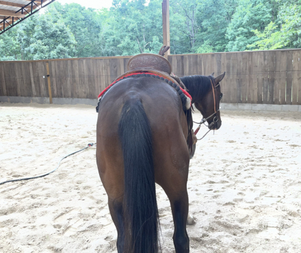 PEPTOS STYLISH OAKIE (Chisum), 3yo AQHA Quarter Horse colt, 14.3hh