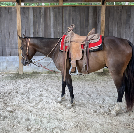 PEPTOS STYLISH OAKIE (Chisum), 3yo AQHA Quarter Horse colt, 14.3hh