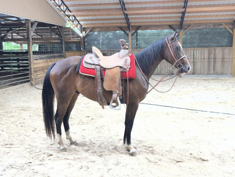 PEPTOS STYLISH OAKIE (Chisum), 3yo AQHA Quarter Horse colt, 14.3hh