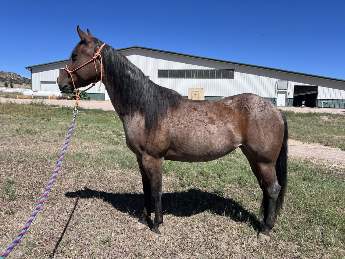 Cadence, 4yo mare, 13.2hh