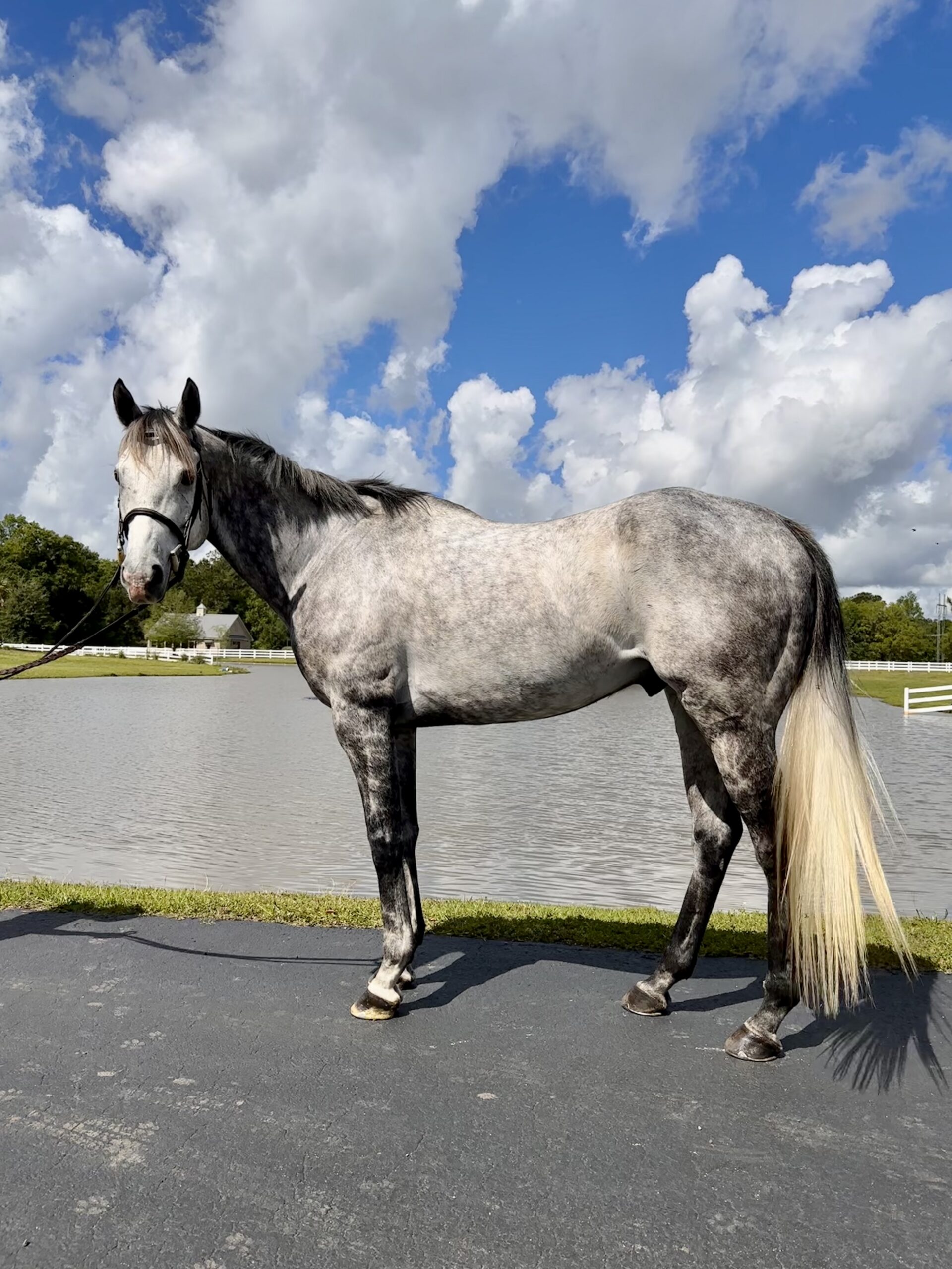 Pleasure/trail/ Buddy Horse, 11yo Thoroughbred gelding, 16hh