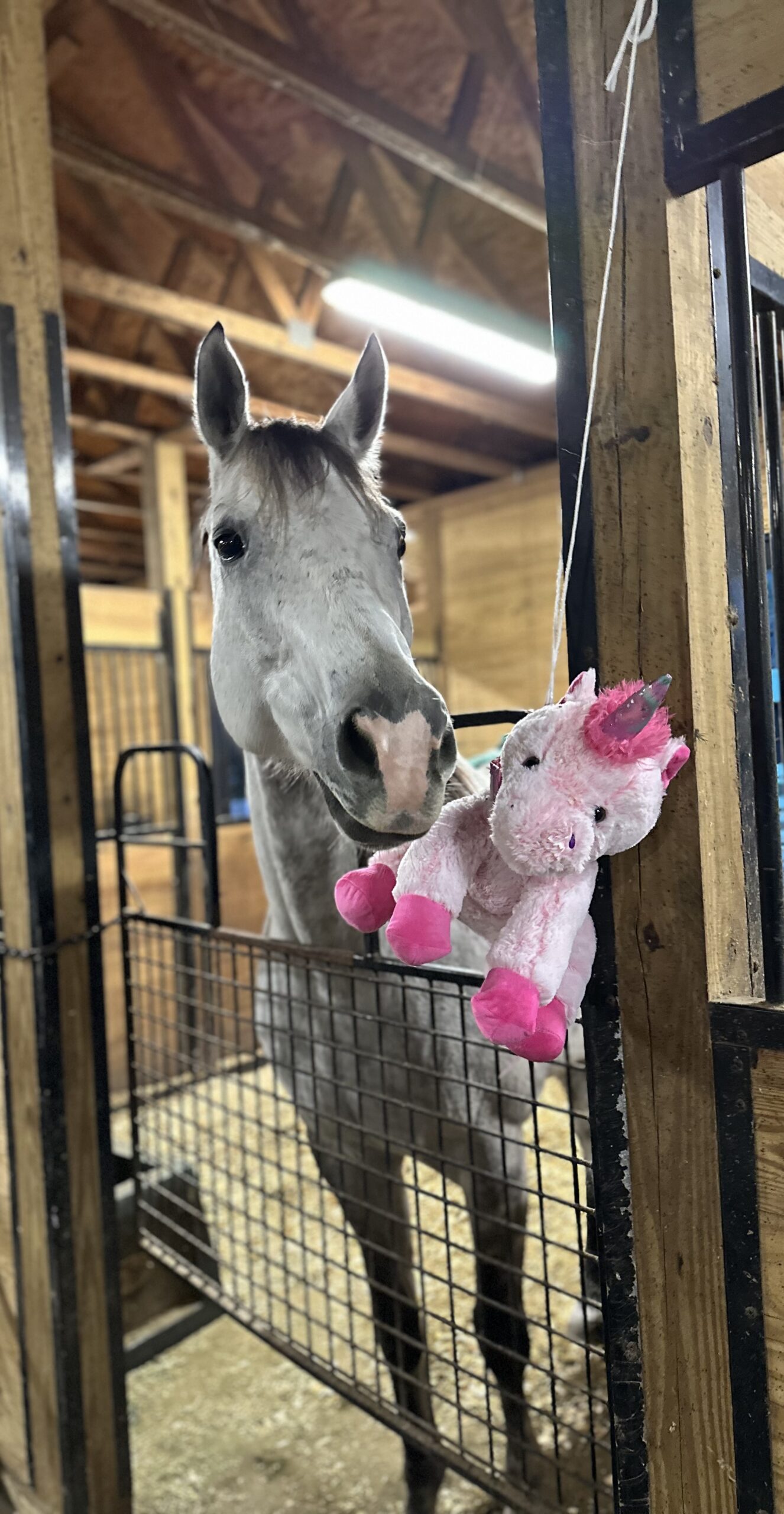 Pleasure/trail/ Buddy Horse, 11yo Thoroughbred gelding, 16hh