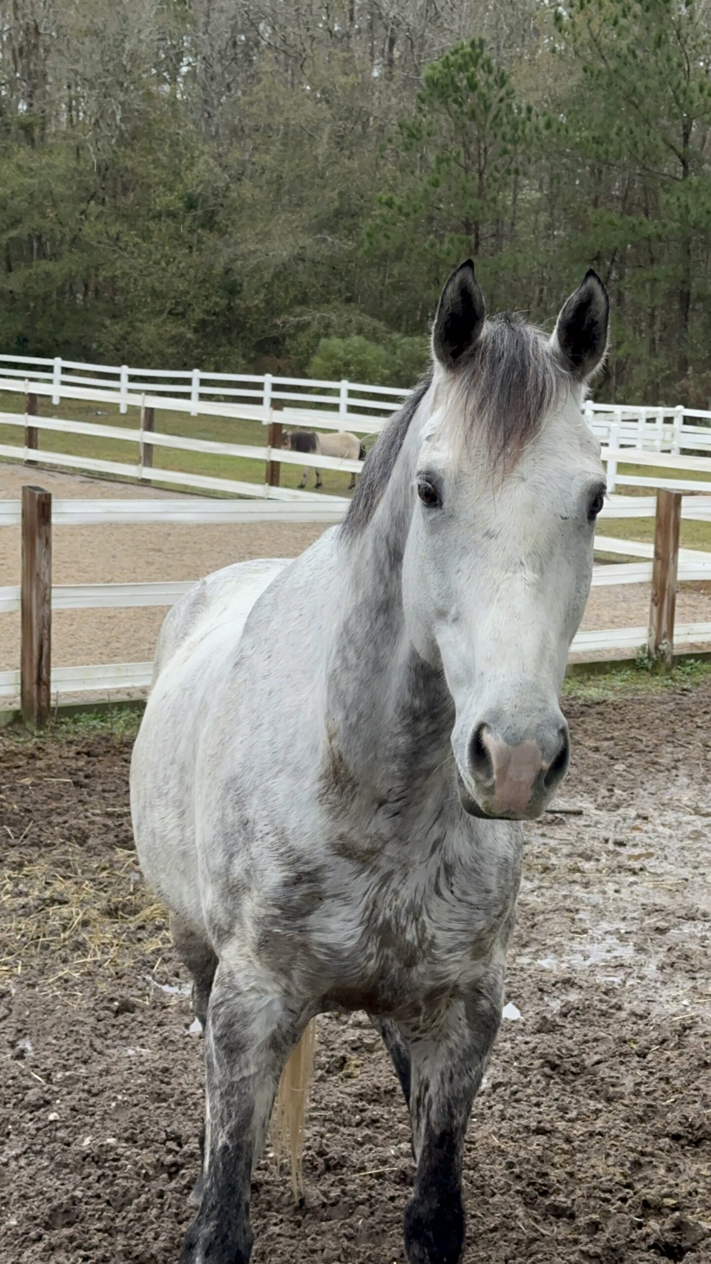 Pleasure/trail/ Buddy Horse, 11yo Thoroughbred gelding, 16hh