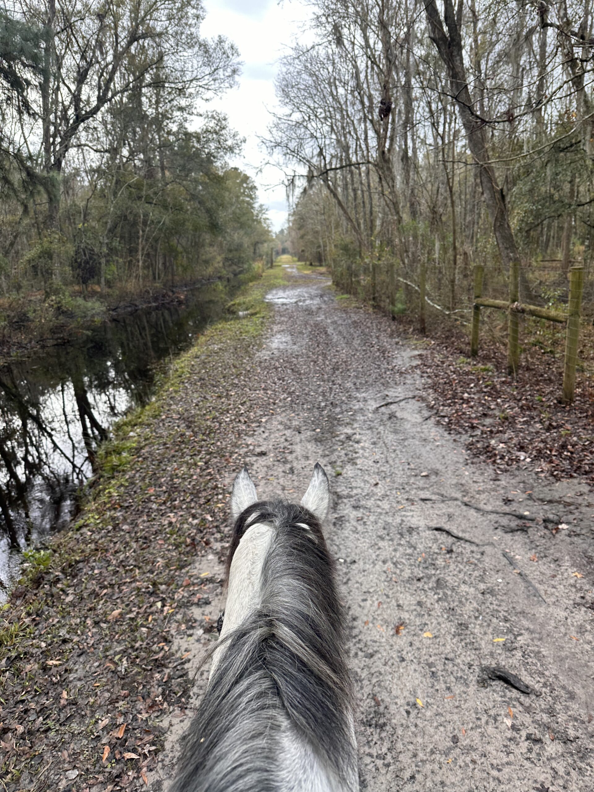 Pleasure/trail/ Buddy Horse, 11yo Thoroughbred gelding, 16hh
