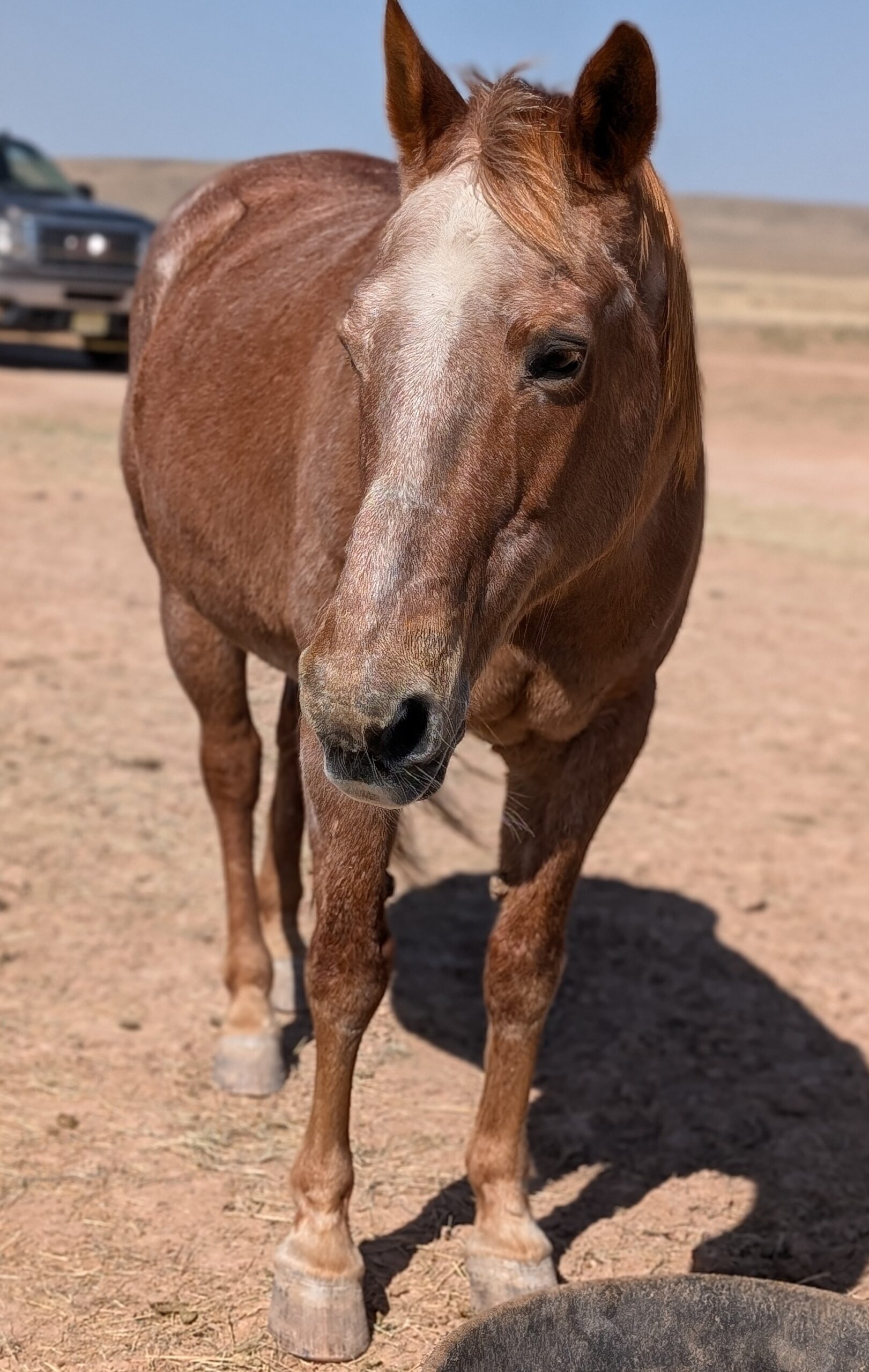 Aslan, 21yo Other gelding, 15hh