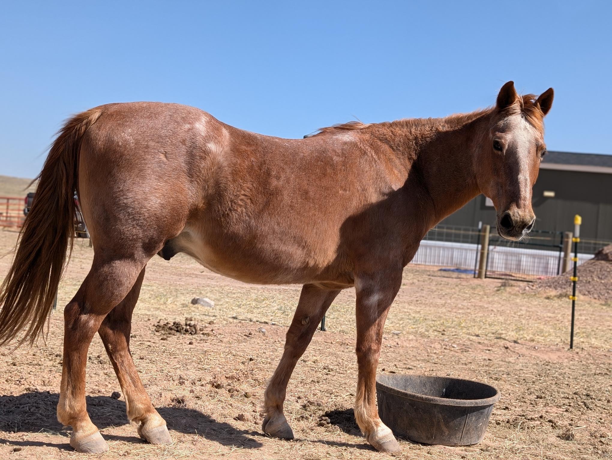 Aslan, 21yo Other gelding, 15hh