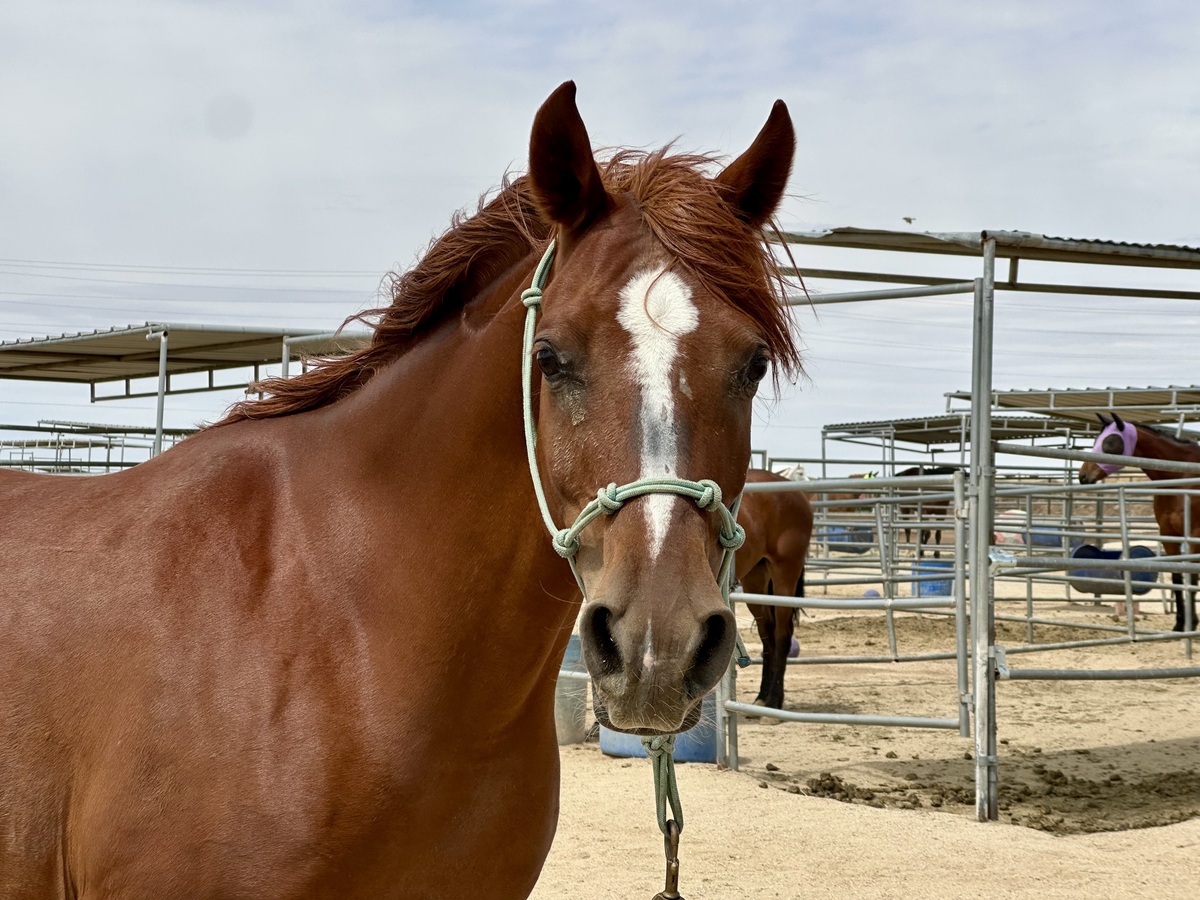 Alana, 18yo Arabian mare, 14.3hh