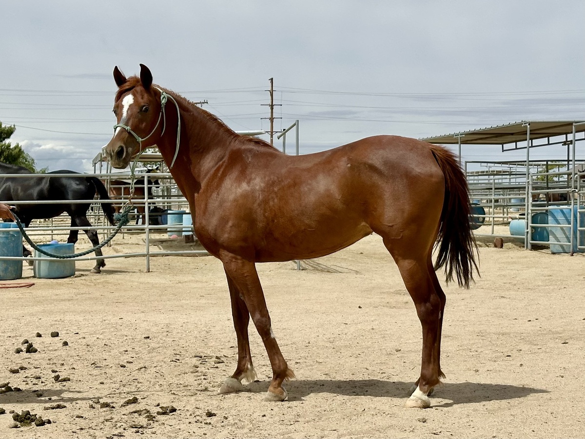Alana, 18yo Arabian mare, 14.3hh