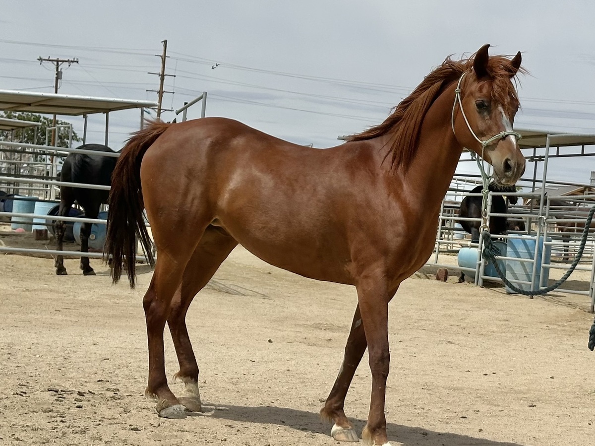 Alana, 18yo Arabian mare, 14.3hh