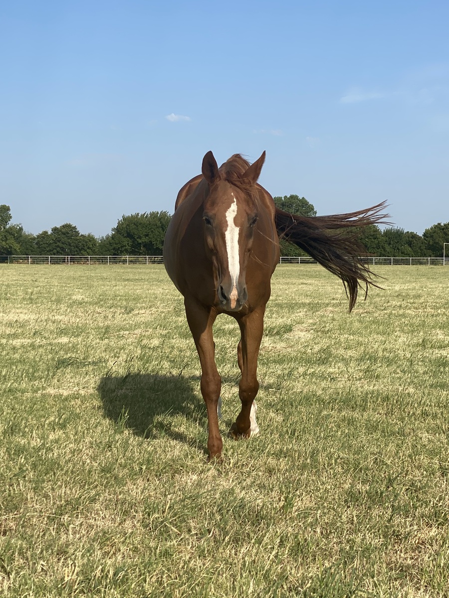 Secondhand Gossip, 16yo Appaloosa mare, 15.2hh
