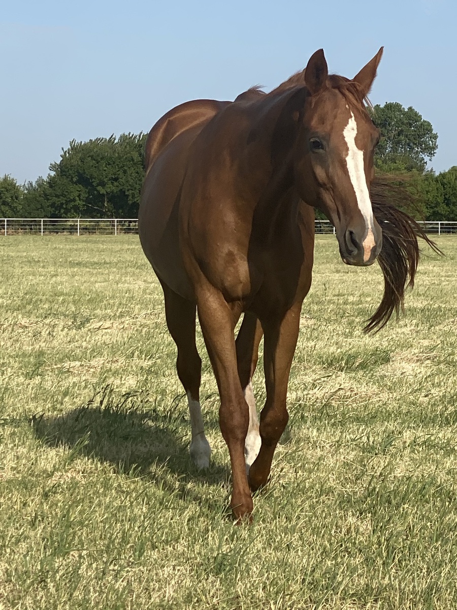 Secondhand Gossip, 16yo Appaloosa mare, 15.2hh