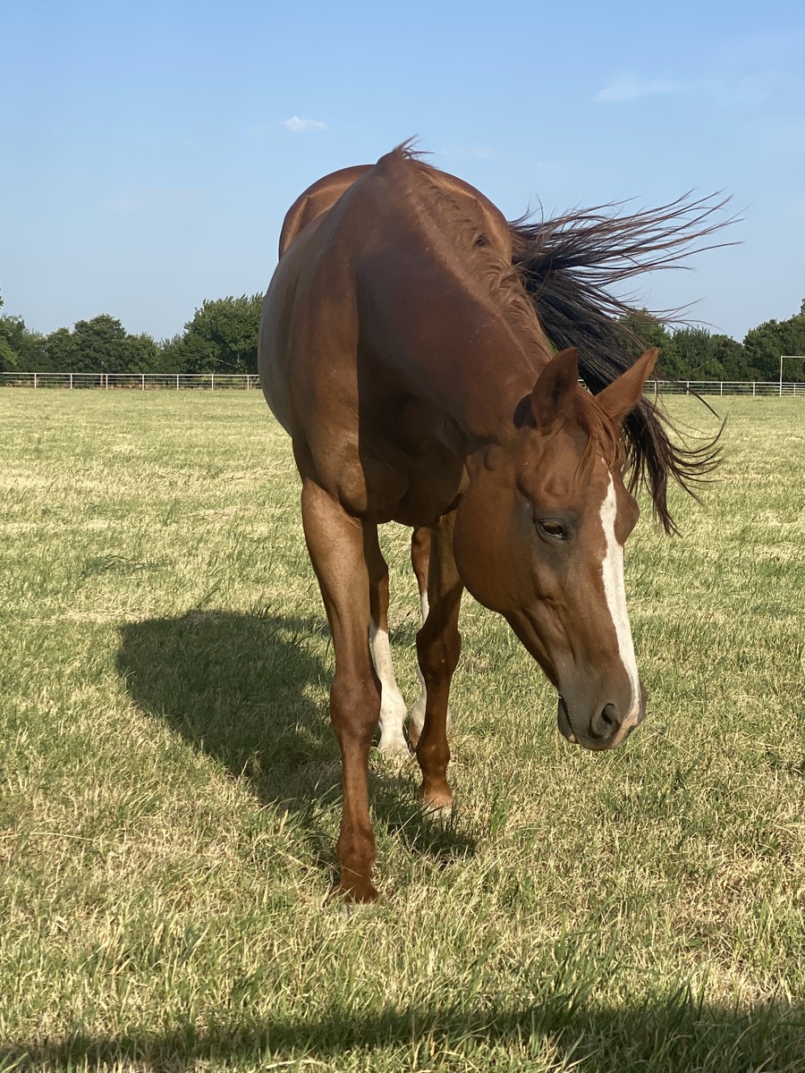 Secondhand Gossip, 16yo Appaloosa mare, 15.2hh