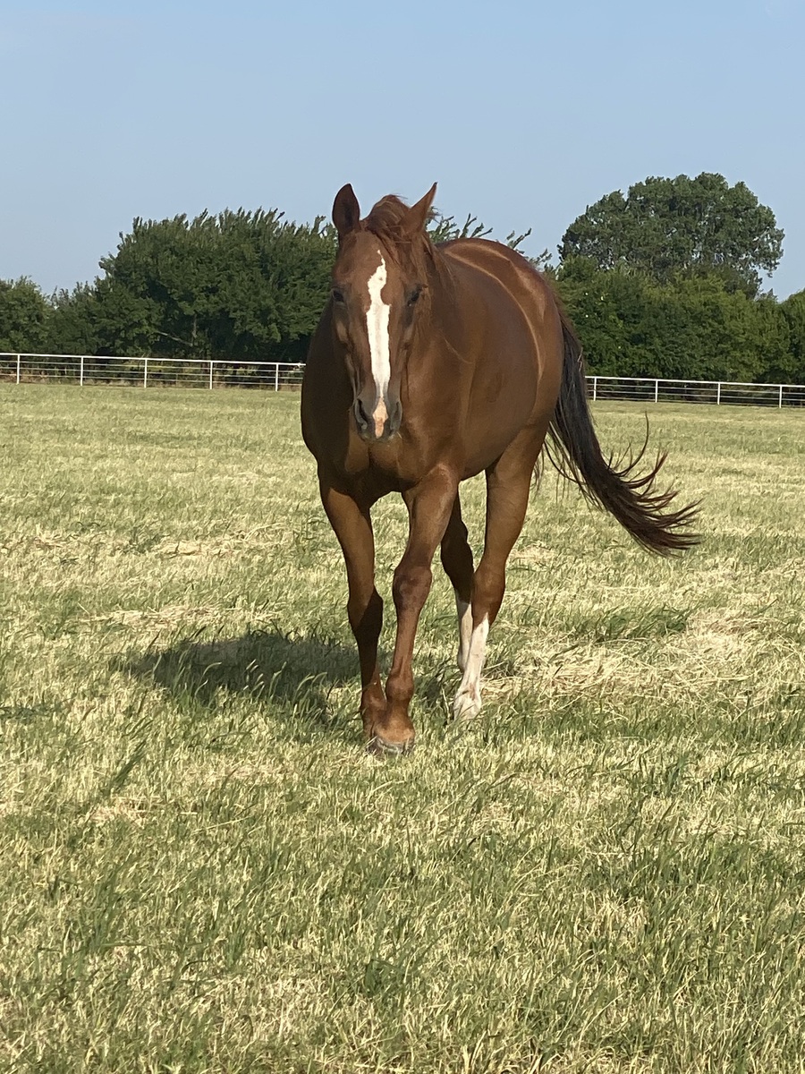 Secondhand Gossip, 16yo Appaloosa mare, 15.2hh