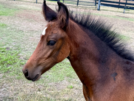 Vitoria do Summerwind, Mangalarga Marchador mare foal, 15.1hh