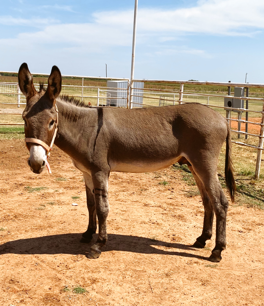 Check Your Spam Folder (Spam), 3yo Donkey gelding, 11.0hh