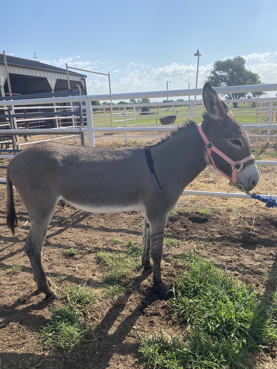 Check Your Spam Folder (Spam), 3yo Donkey gelding, 11.0hh