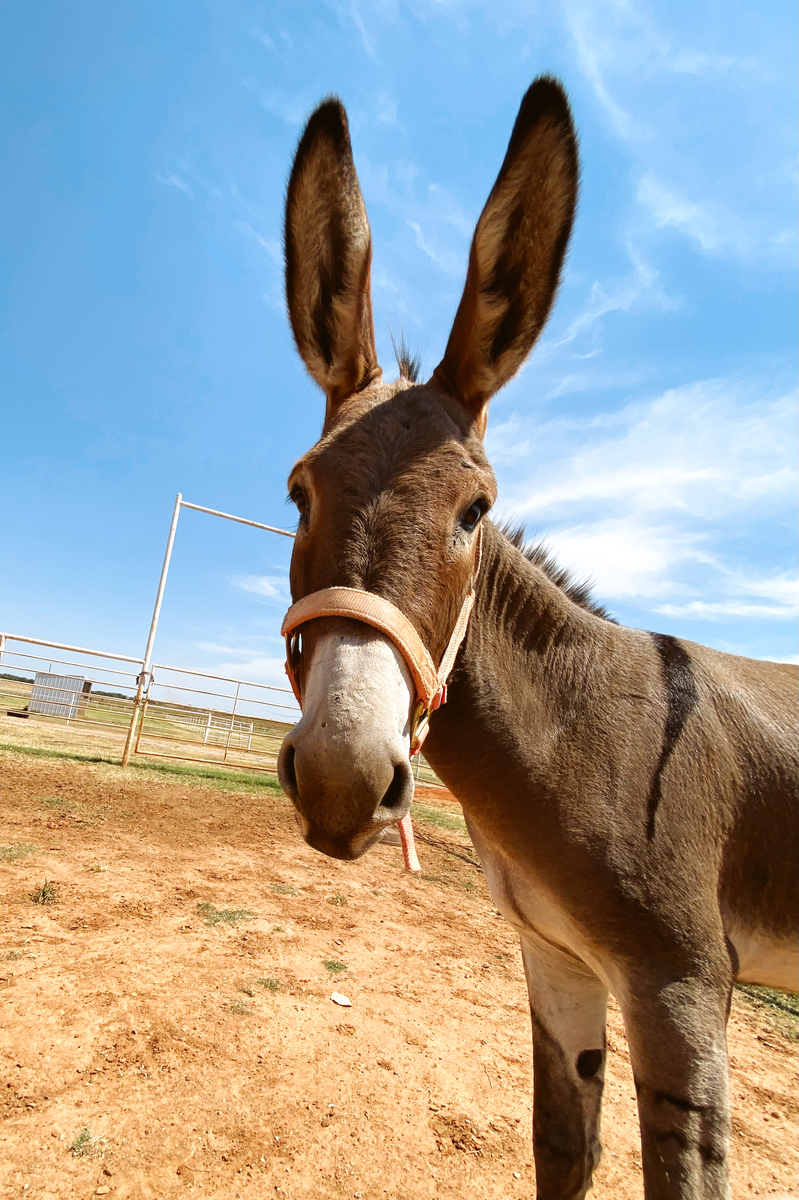 Check Your Spam Folder (Spam), 3yo Donkey gelding, 11.0hh