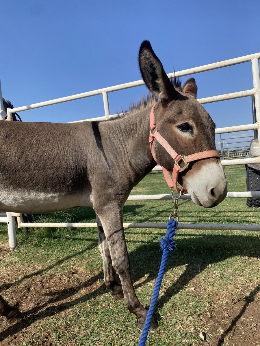 Check Your Spam Folder (Spam), 3yo Donkey gelding, 11.0hh