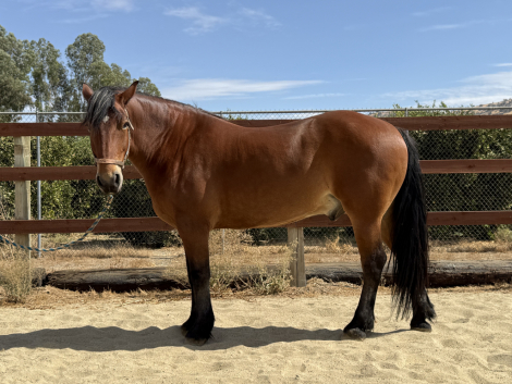 Brutus, 10yo Draft Horse Cross gelding, 16.0hh