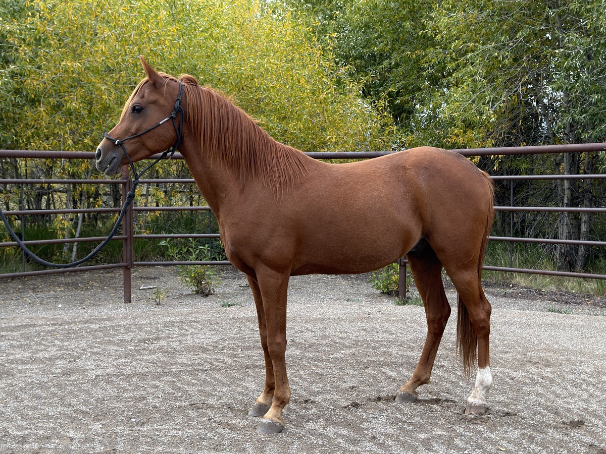 Apollo, 12yo Arabian gelding, 0.0hh