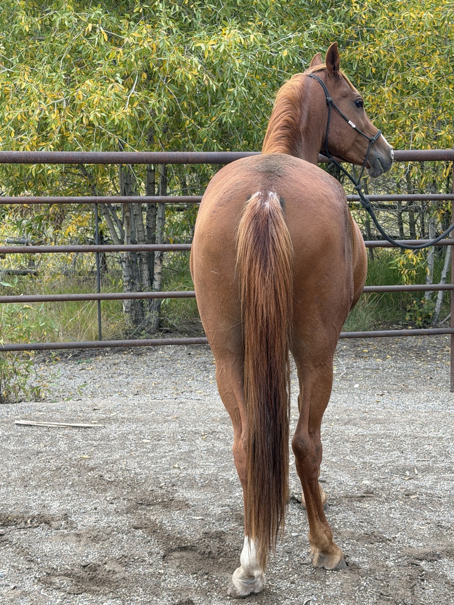 Apollo, 12yo Arabian gelding, 0.0hh