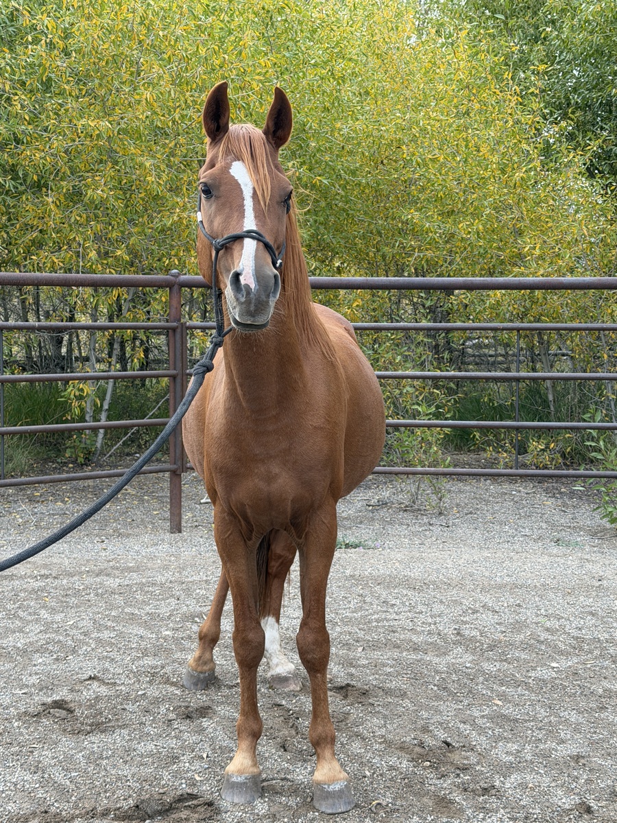 Apollo, 12yo Arabian gelding, 0.0hh