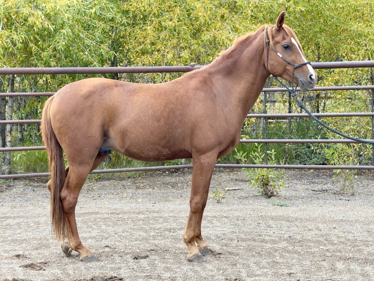 Apollo, 12yo Arabian gelding, 0.0hh