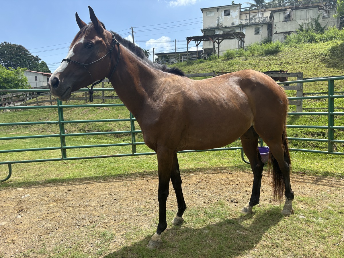 Respondedora, 7yo Thoroughbred mare, 14.3hh