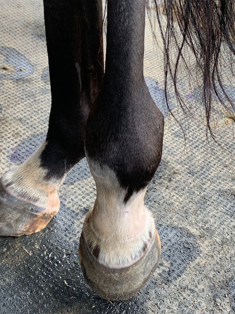 Respondedora, 7yo Thoroughbred mare, 14.3hh