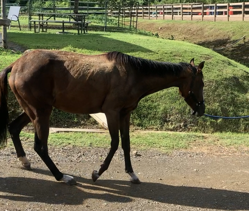 Respondedora, 7yo Thoroughbred mare, 14.3hh